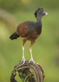 currasow